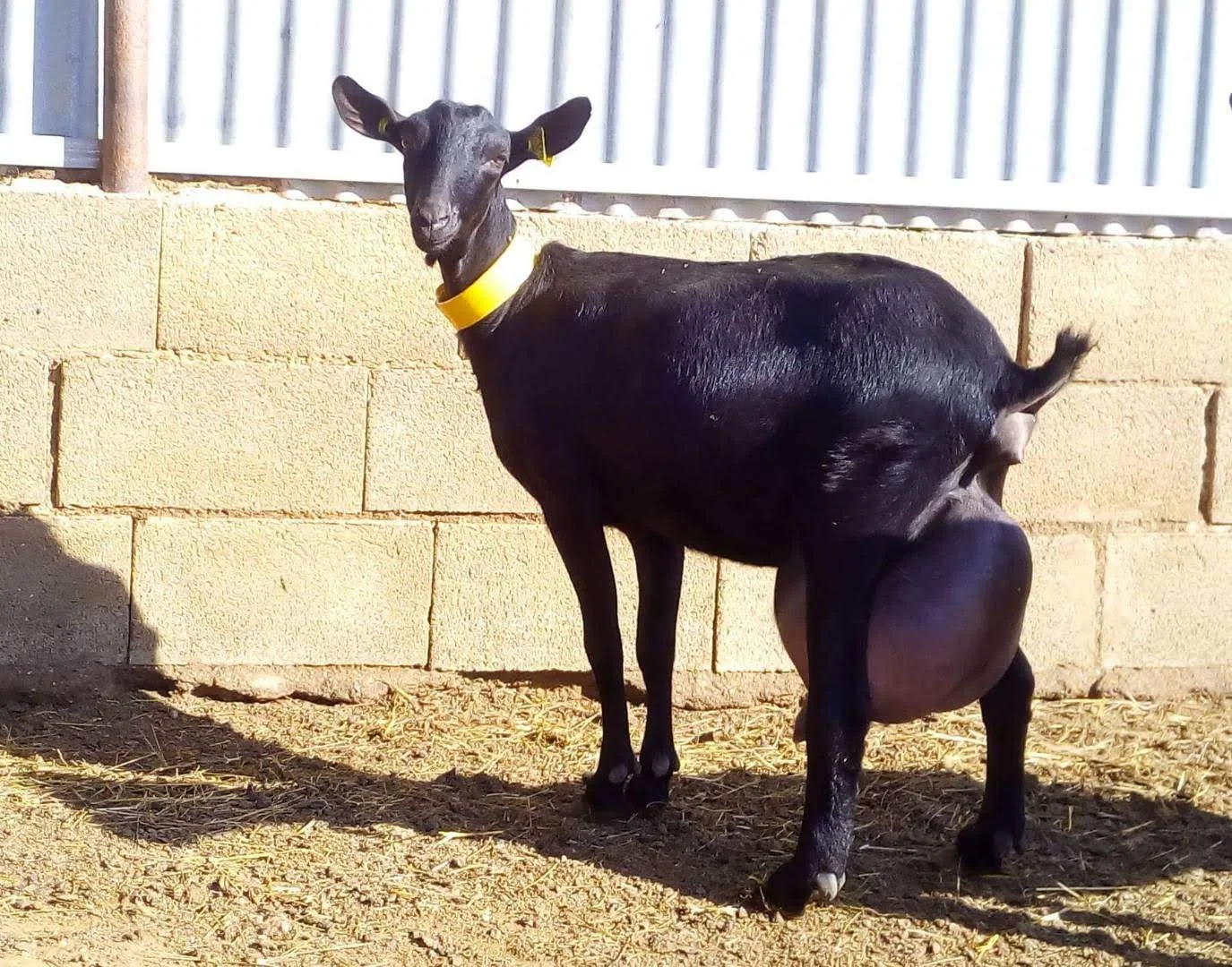 Chiva preñada