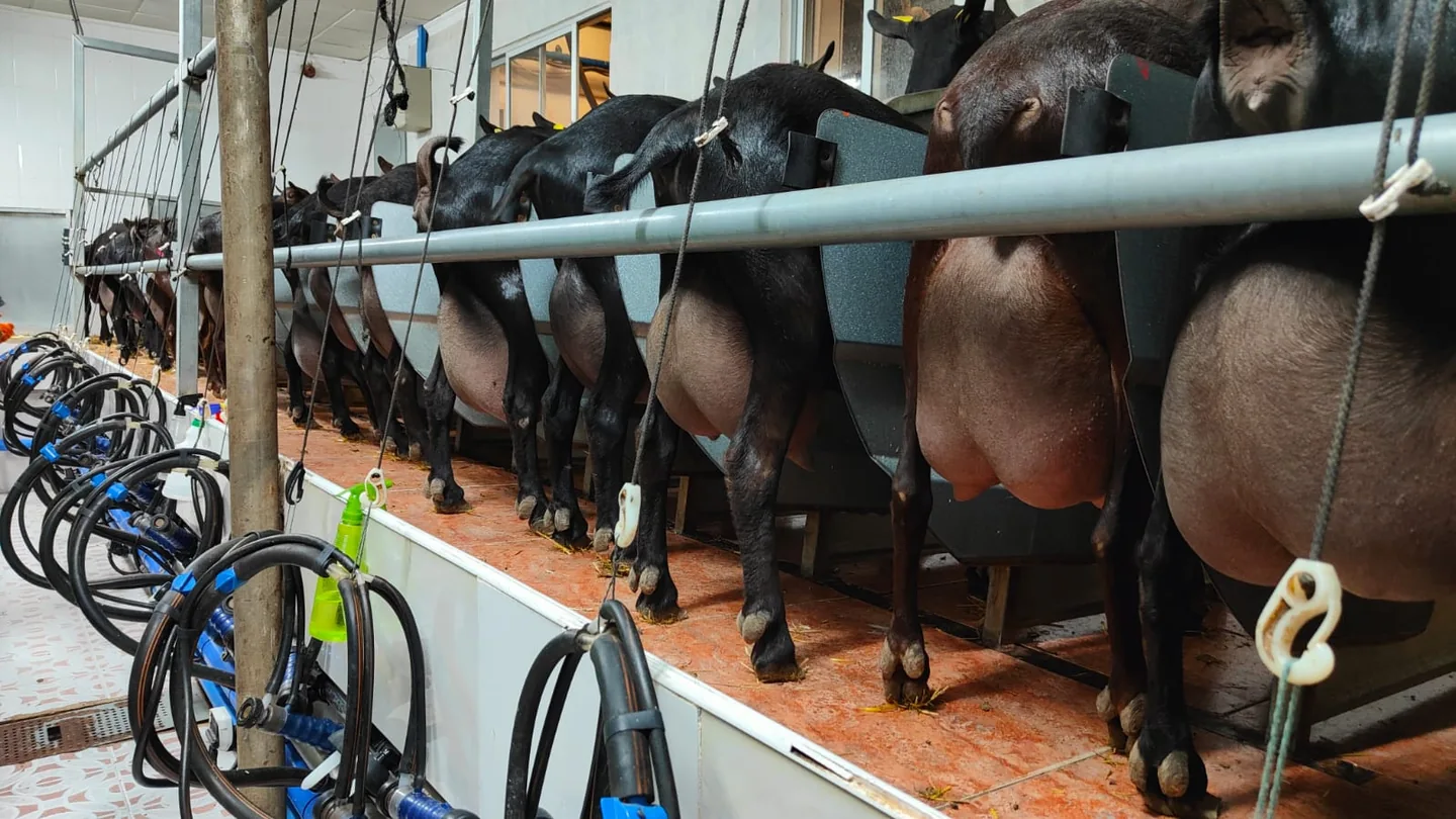 Cabras en la sala de ordeño