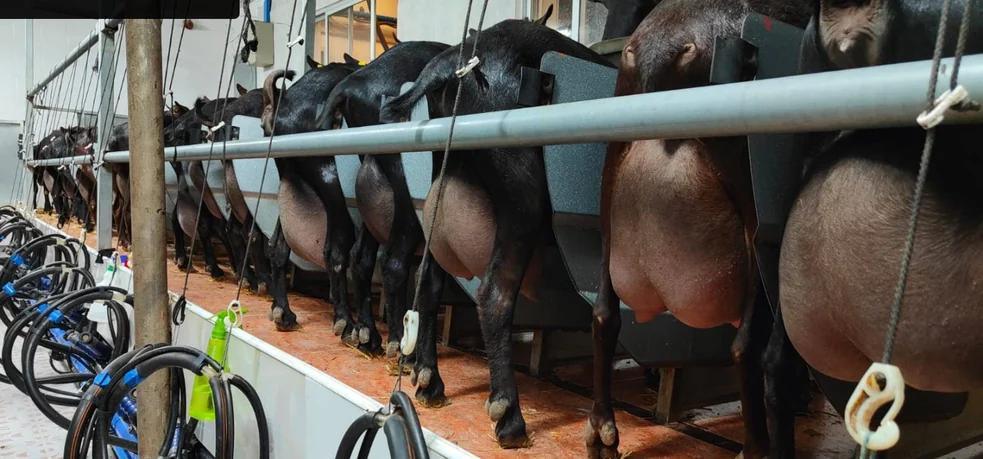 Cabras de la granja en la sala de ordeño
