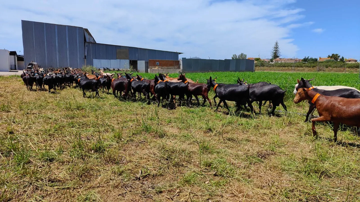 San Isidro herd and farm buildings