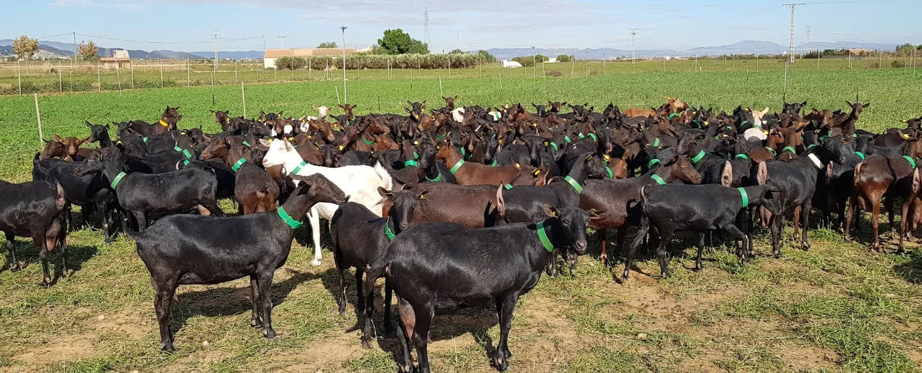 Rebaño real de San Isidro en cultivo en el Campo de Cartagena