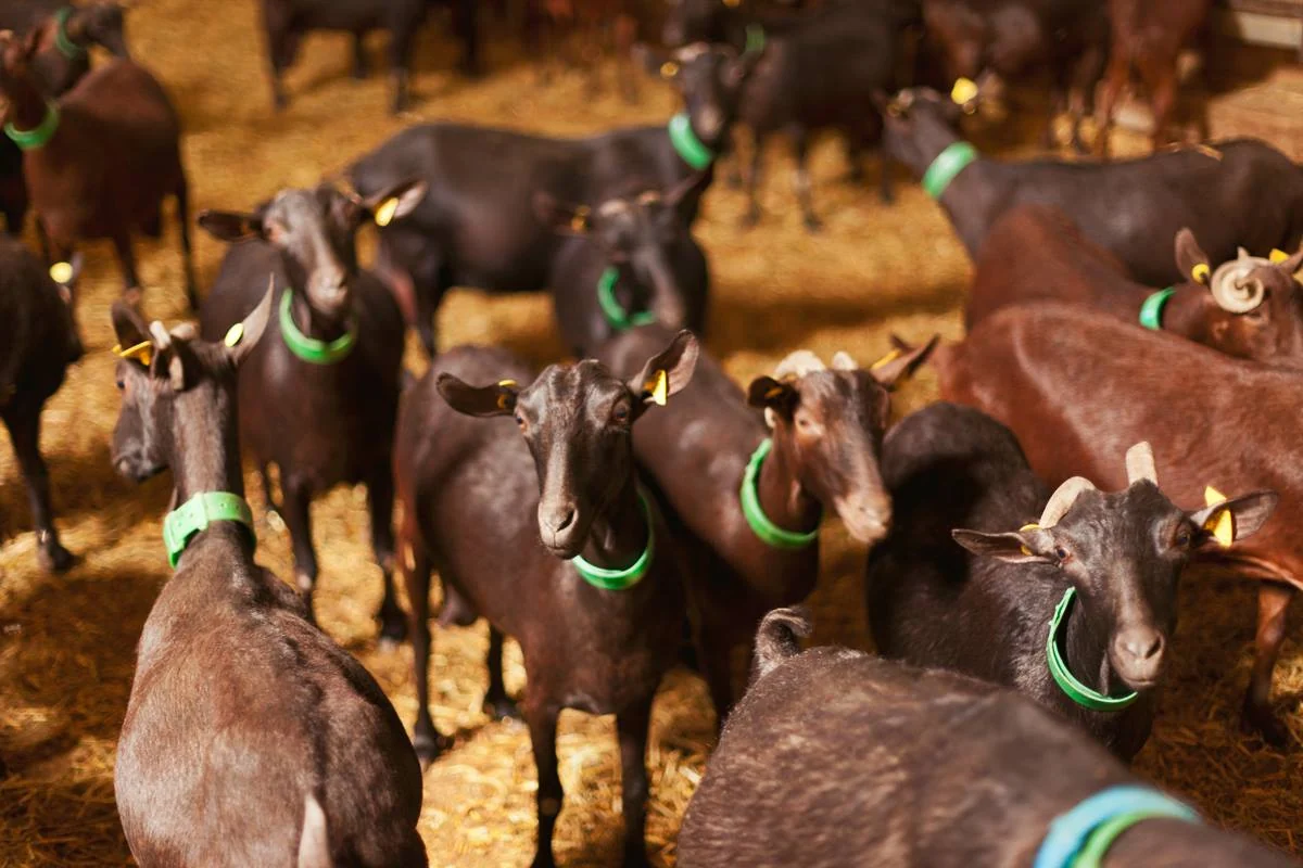 Cabras Murciano-Granadinas del archivo real de Granja San Isidro
